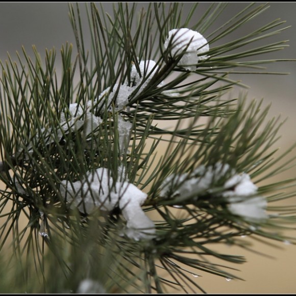 残雪带春风。。。。。。