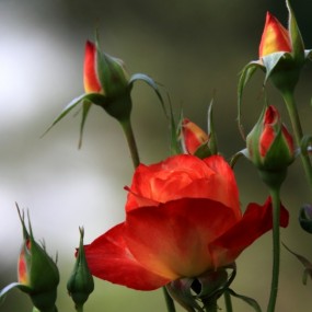 百花争艳《二》月季花