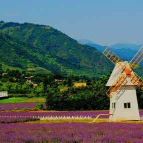 美丽的薰衣草庄园