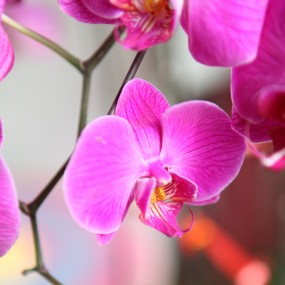 蝴蝶兰可以这样拍