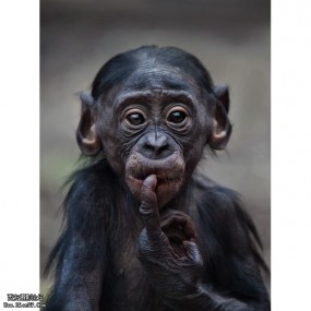 摄影师捕捉猿类喜怒哀乐百态