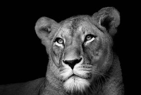 动物们的黑白肖像