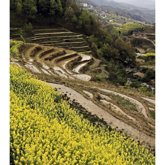 凤堰梯田(三）梦幻田园