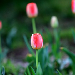 拍了几张郁金香