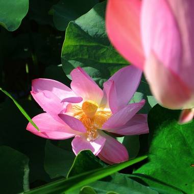 荷花宫样美人妆，荷叶临风翠作裳