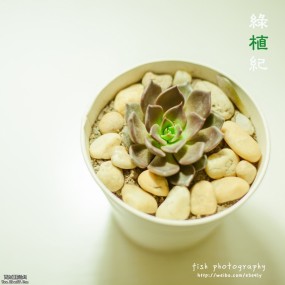 绿植纪