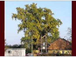 又一处千年银杏树