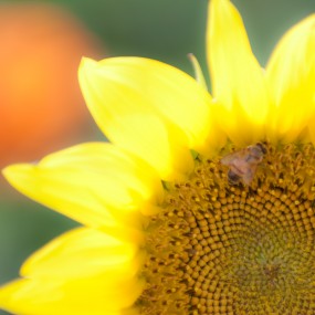 八月十日楼观向日葵 作业