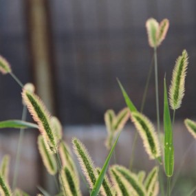 植物园的夏语——寿司大叔