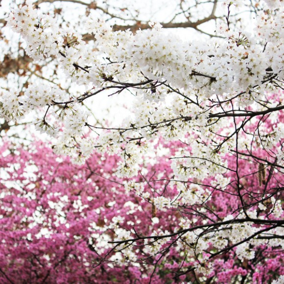 星期六交大、兴庆宫随拍