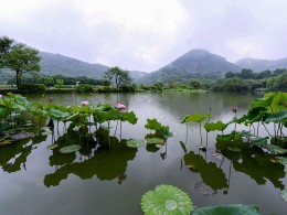 青荷盖绿水   芙蓉披红鲜