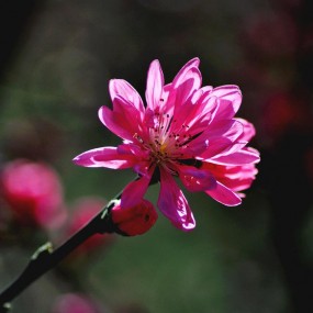 不知桃花异形开  疑是秋菊挂树梢===菊花桃