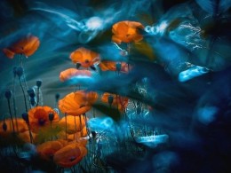 同样是拍花，这个女摄影师却把花拍成了画！