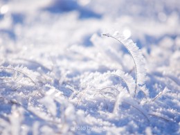 《温暖的冬坝》