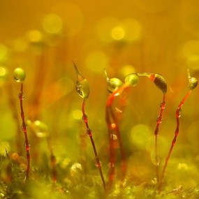 水滴微距_航海王基德