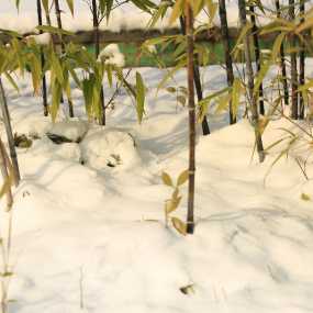 西安的雪，也是醉了