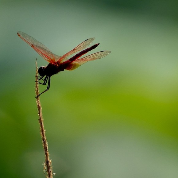 夏天的感觉（发一组夏天拍的荷花与蜻蜓）