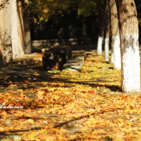 XI`AN  in  autumn