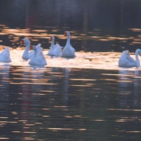 曲江池落日（摄于夏日傍晚）