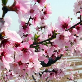 春来了-----一夜春风百花开