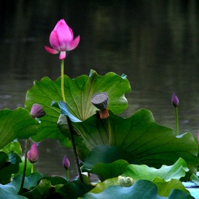 太液池畔【赏菏】