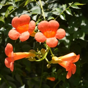 保亿风景大院的凌霄花