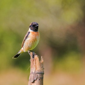 冬季拍鸟——黑喉石即