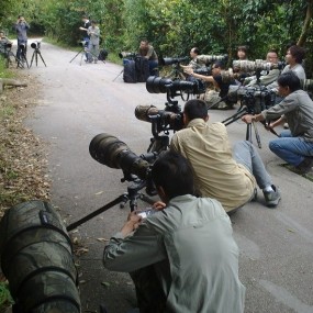 几十个定焦大炮围着一棵树？？