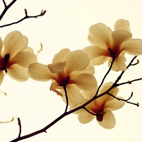 两种不同的玉兰花