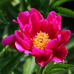 植物园芍药开了