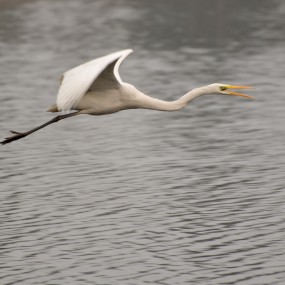 像鸟儿一样飞翔