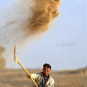 留守老人谷场忙