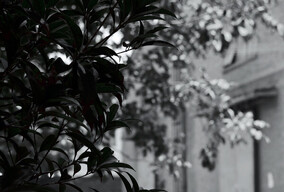 不会黑白调色（大家给看看这色调顺眼吗？）