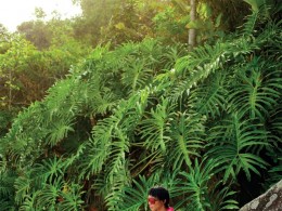 Harper’s Bazaar Brazil January 2013 by Bob Wolfenson