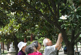 他们在拍广玉兰