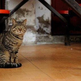 老僧亦有猫儿意，，，，，，，，，