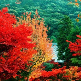 必须要收藏的美景，怕你的手机流量不够