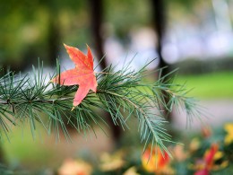 世博园里拍红叶