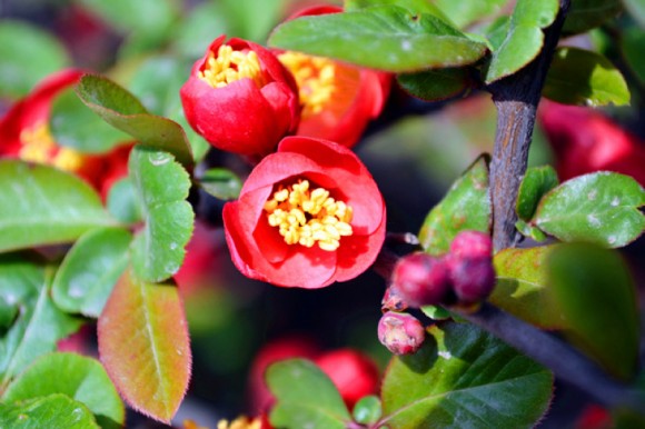 枝头绽放春色美（洪庆山）