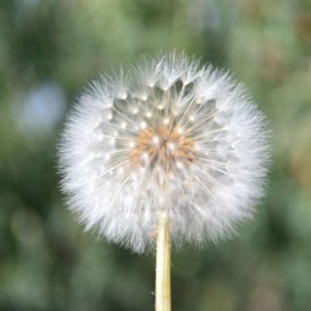 美丽的新疆阿克苏！