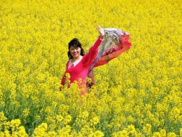 菜花飘香