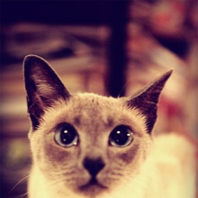 邻居家的暹罗——菜菜，眼神秒杀你