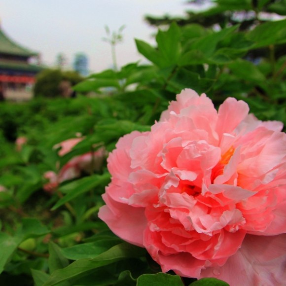 兴庆公园看牡丹