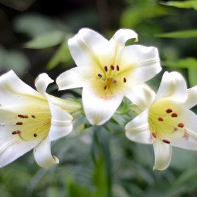 一株百合三枝花