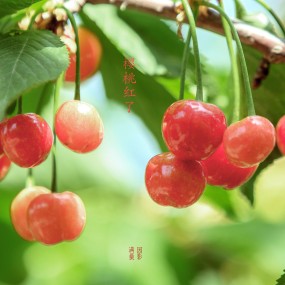 樱桃红了
