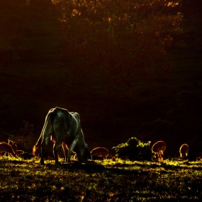 黄昏的风景 《二》