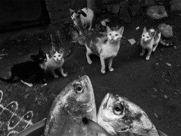 趣味的街头 | 摄影师Sasikumar Ramachandran