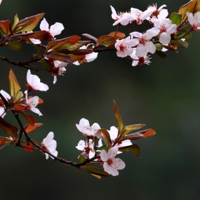 阴天拍了红叶李