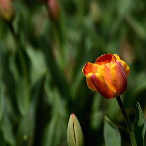 新手初来发帖-------几张花花请各位好友多多指点