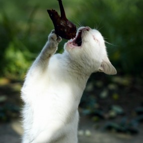 我家的喵喵、汪汪和咩咩